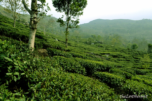 Walking in the mist at Darjeeling