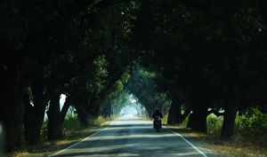 Panna: ‘Mini Grand Canyon’ and wildlife safaris