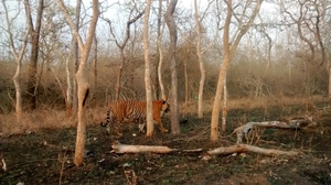 Tiger Trails in Bandipur
