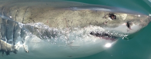 The day I went cage diving with sharks in South Africa!