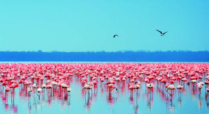 Kenyan Safari with Ol Pejeta 5 Nights / 6 Days, starting from ` 74,990 /- per person