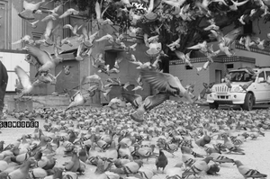 Pigeons of Jaipur: Micro-observations of a Pink City Traveller