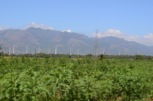 Sunflowers of Sundarapandiyapuram