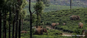 Sinna Dorai, Valparai, Wildlife Photography