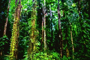 Andamans: The Ultimate Beach Trail