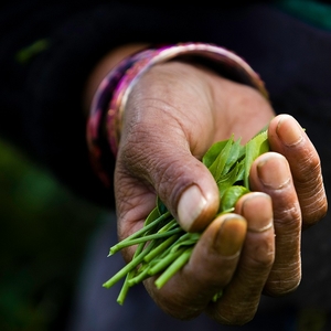 Of Mountains and Homestays: Sikkim