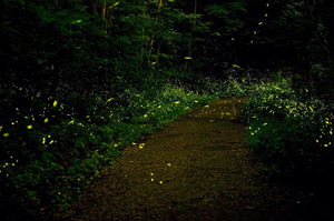 Camping around fireflies