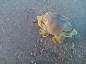 Maharashtra Konkan Coast Delight-Malwan and Kunkes