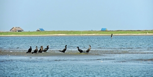 Chil-Li-Ka Lake (Chilika Lake , Puri, Orissa)