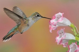 Connect With The Natural World In Southern Arizona