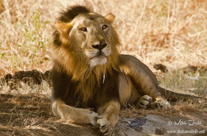 Gir National Park