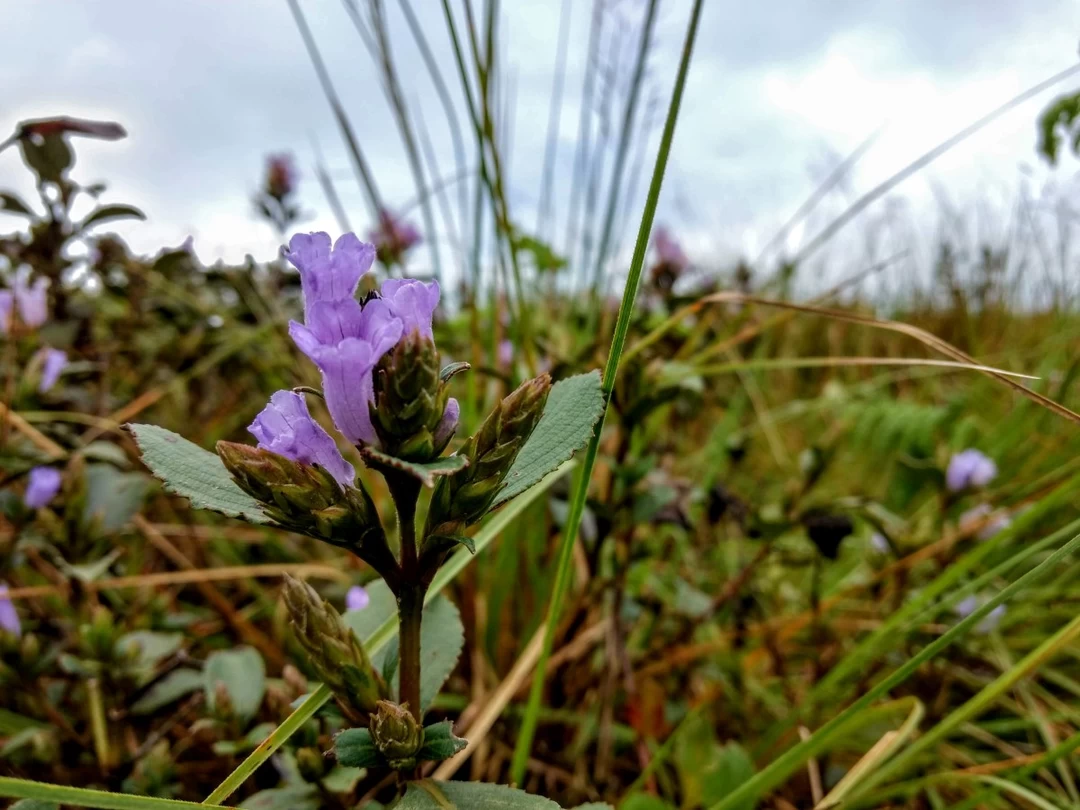 Photo of Ticket to Munnar fea