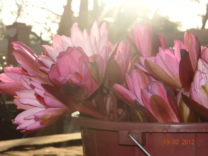 Photo of Inside budha's lap