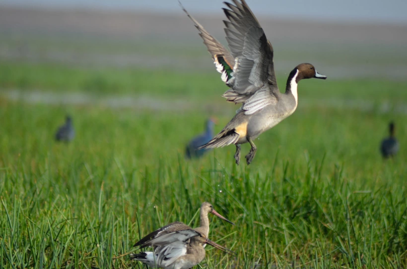 Photo of Mangalajodi (Odisha)
