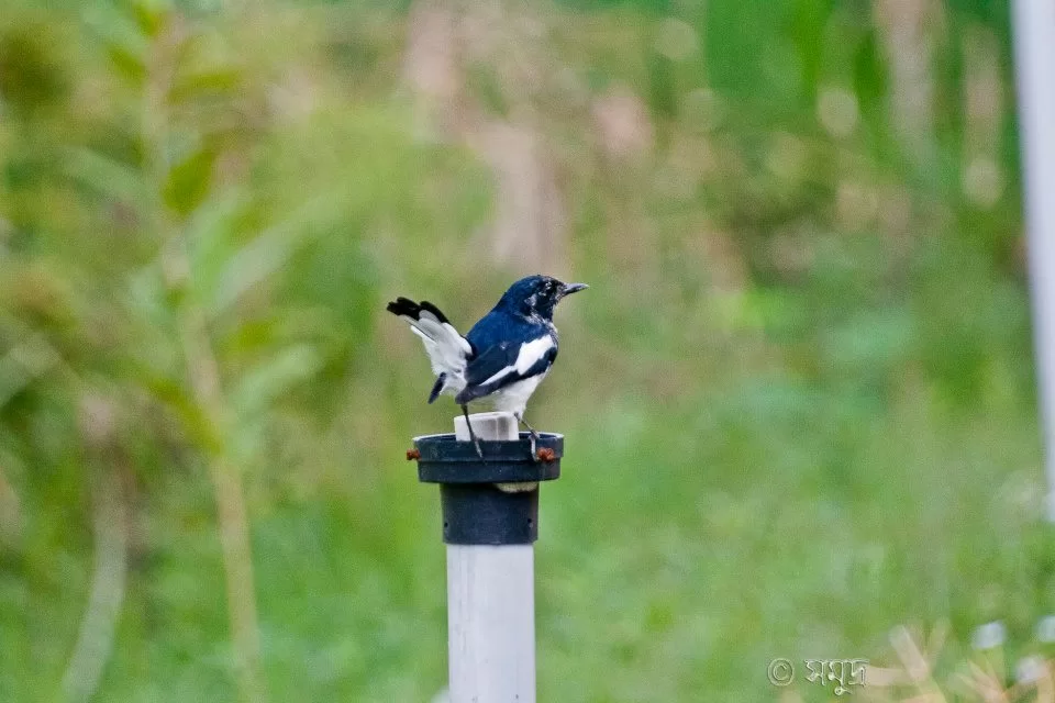 Photo of A Different Bengal