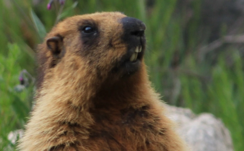 Photo of HIMALAYAN MARMOTS -