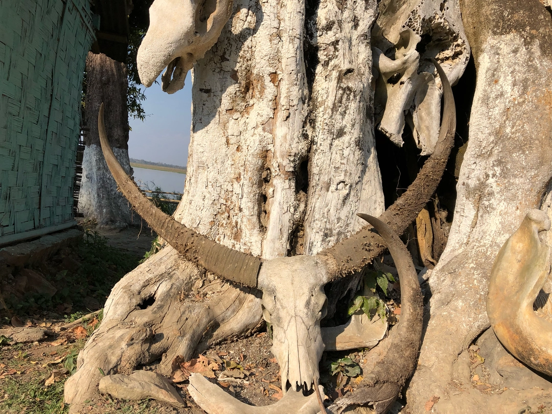 Photo of Kaziranga National P