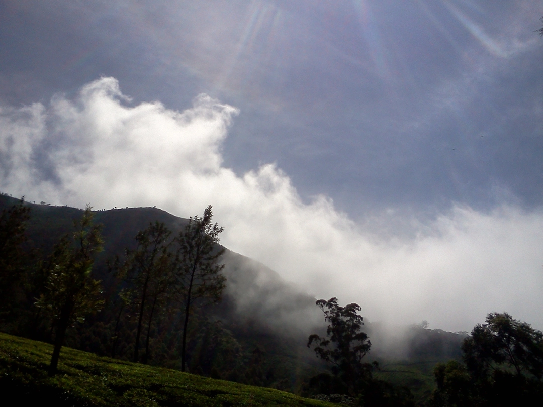Photo of Munnar - Lush Green 