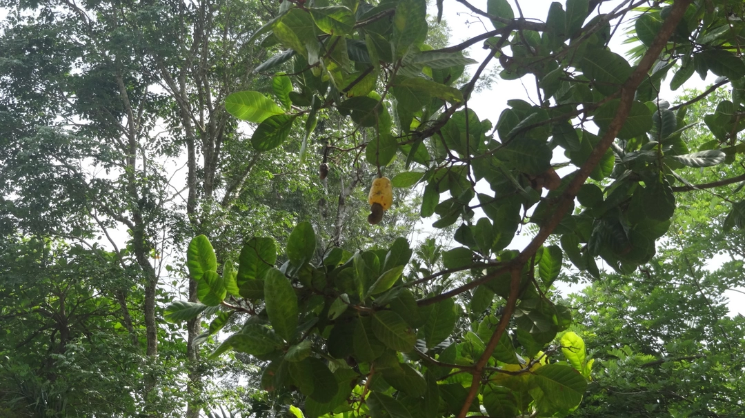 Photo of Wayanad - Wildlife S