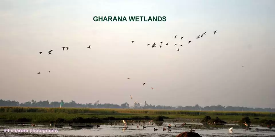 Photo of Gharana wetlands