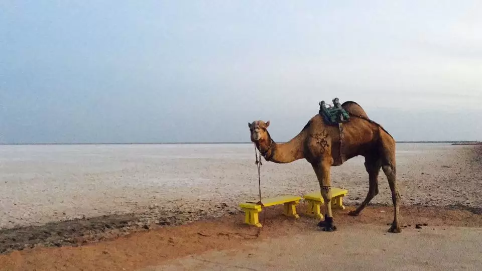 Photo of "The Great Rann of K