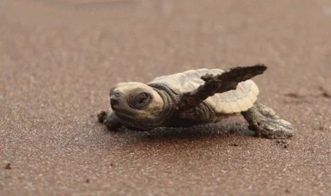 Photo of Velas turtle festiva