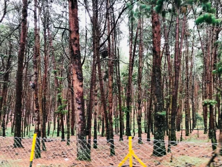 Photo of Kodaikanal – The Pri