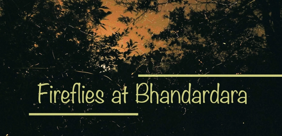 Photo of Guide to Fireflies a