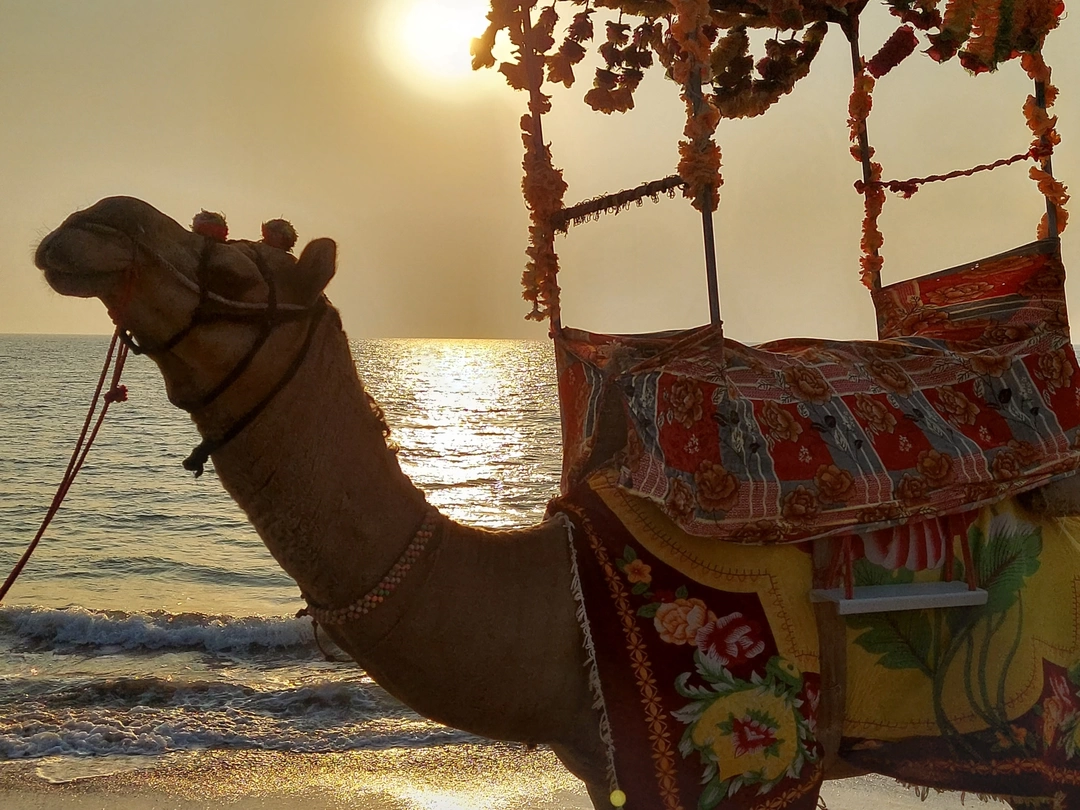 Photo of Gujarat- Land of Lio