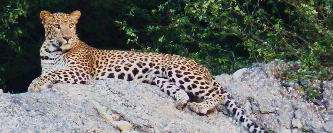 Photo of Leopards of Bera, Ra