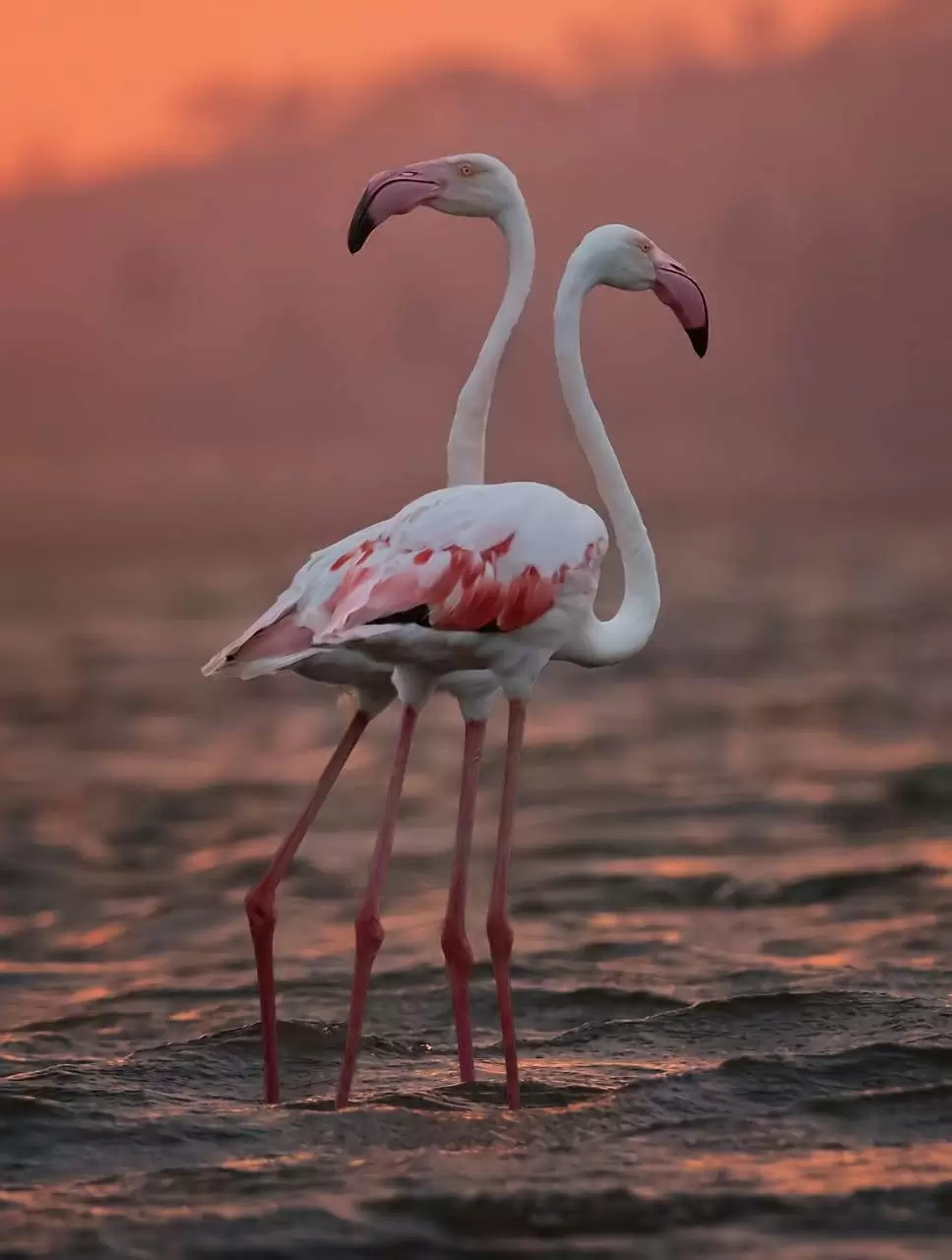 Photo of Birding at Bhigwan- 