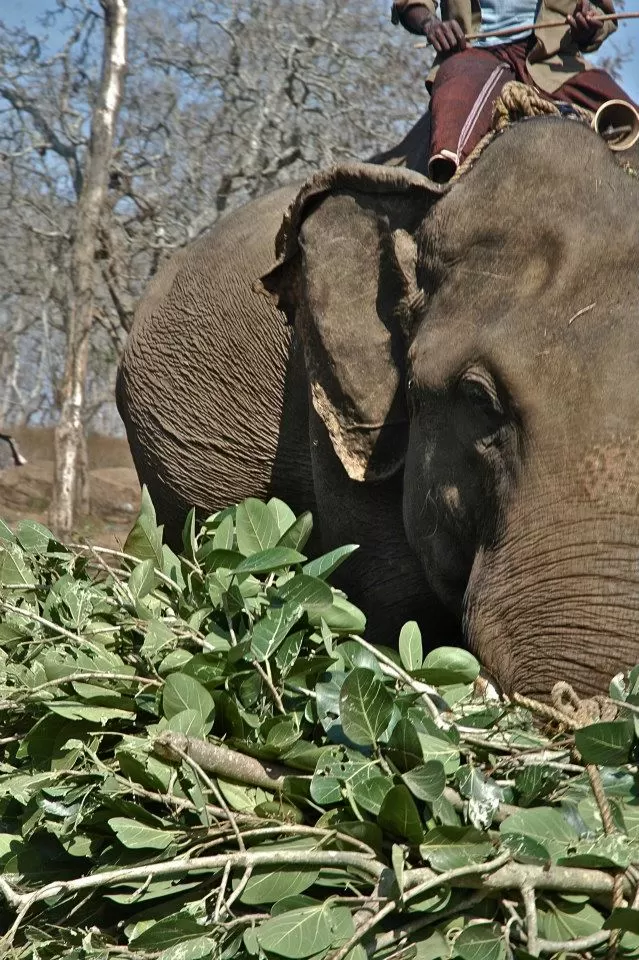 Photo of Masinagudi,Jungle Re