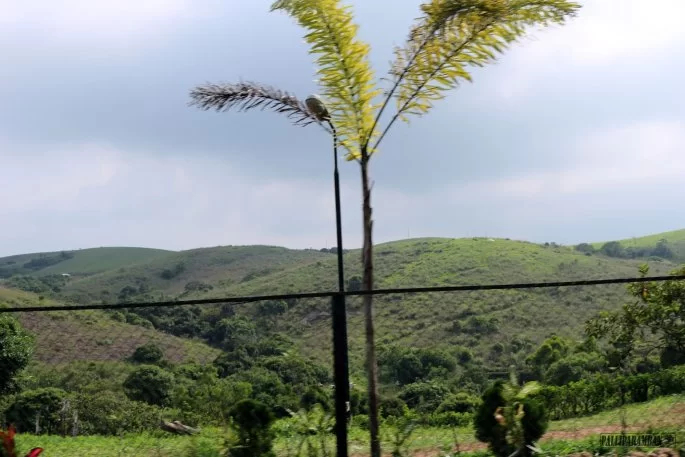 Photo of palliparamban photog