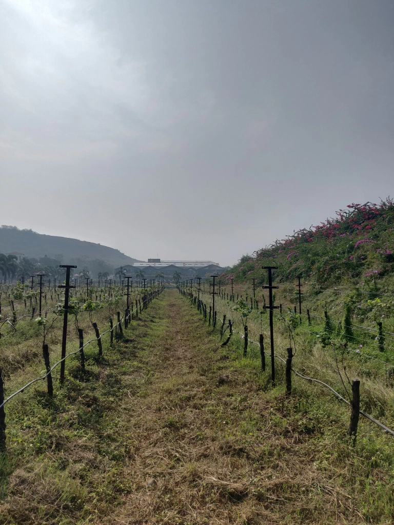 Photo of Sula Vineyard And Du