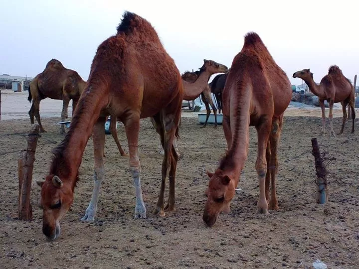 Photo of Camel milk anybody?