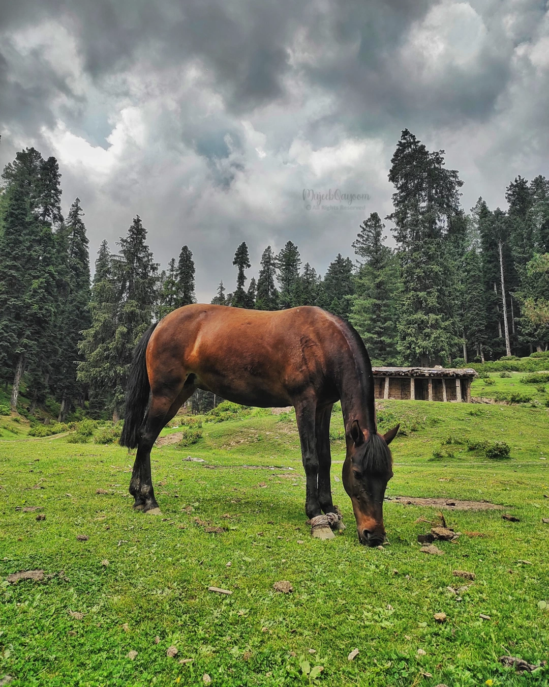 Photo of Yousmarg (meadow of