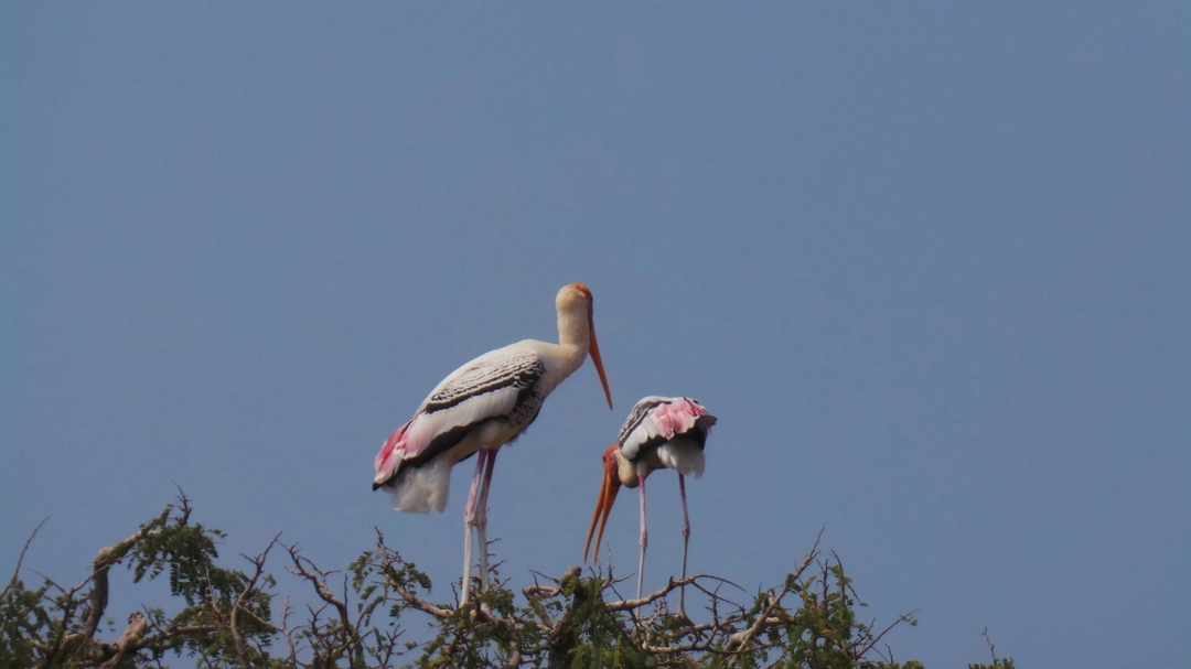 Photo of The Stork's village