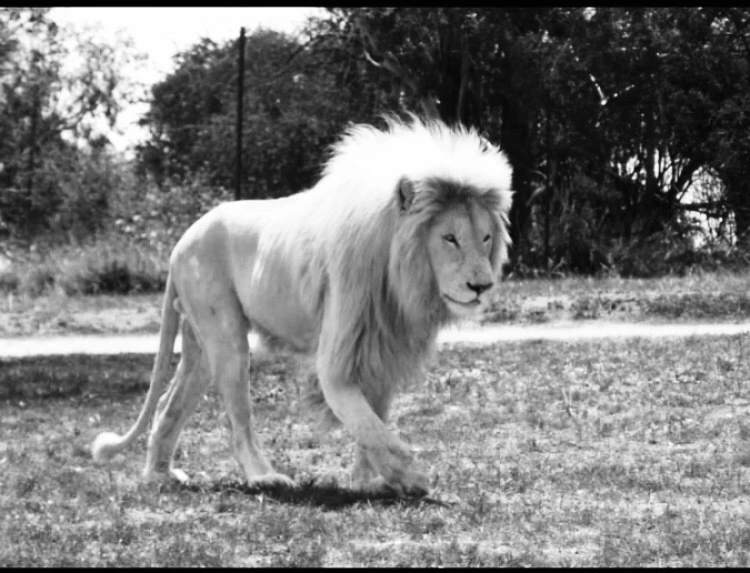 Photo of Lion and Safari park