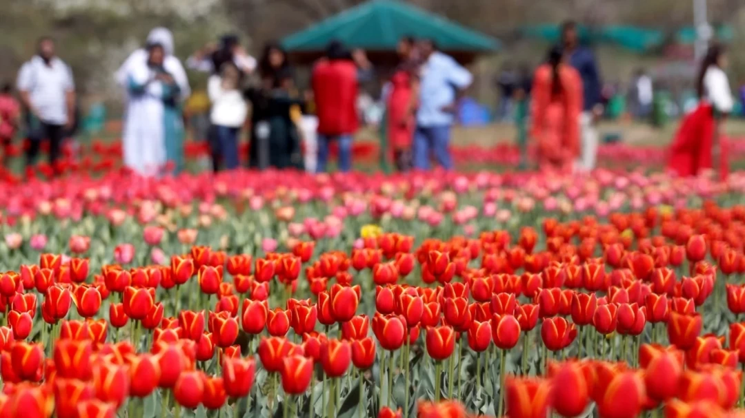 Photo of Kashmir's Tulip Fest