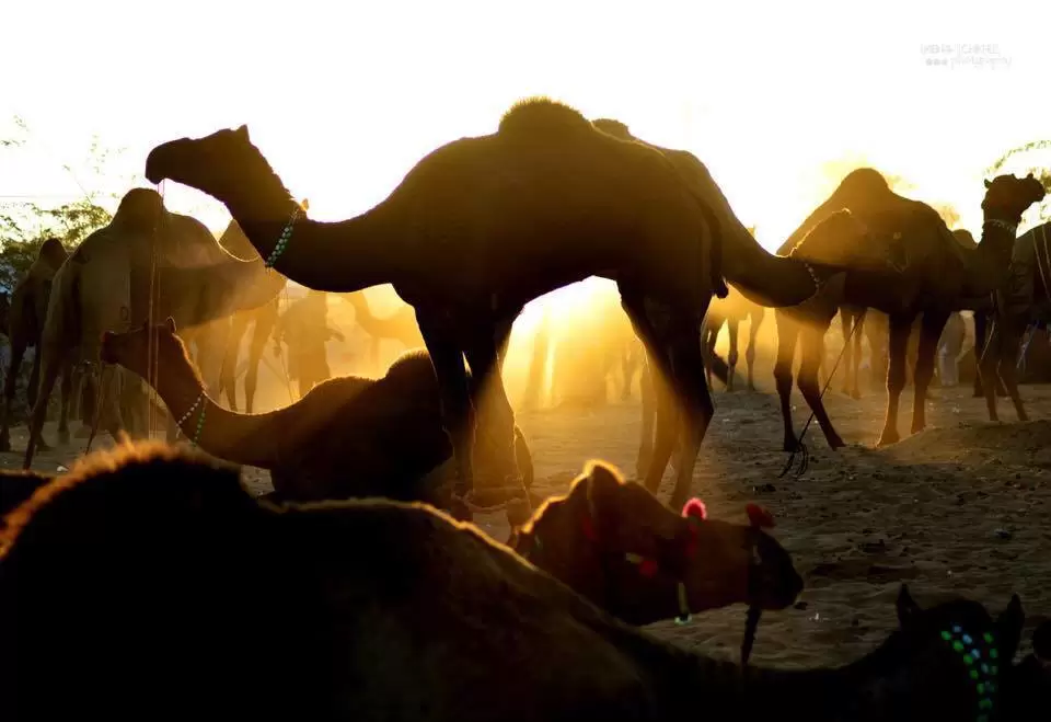 Photo of In Dilemma of how to