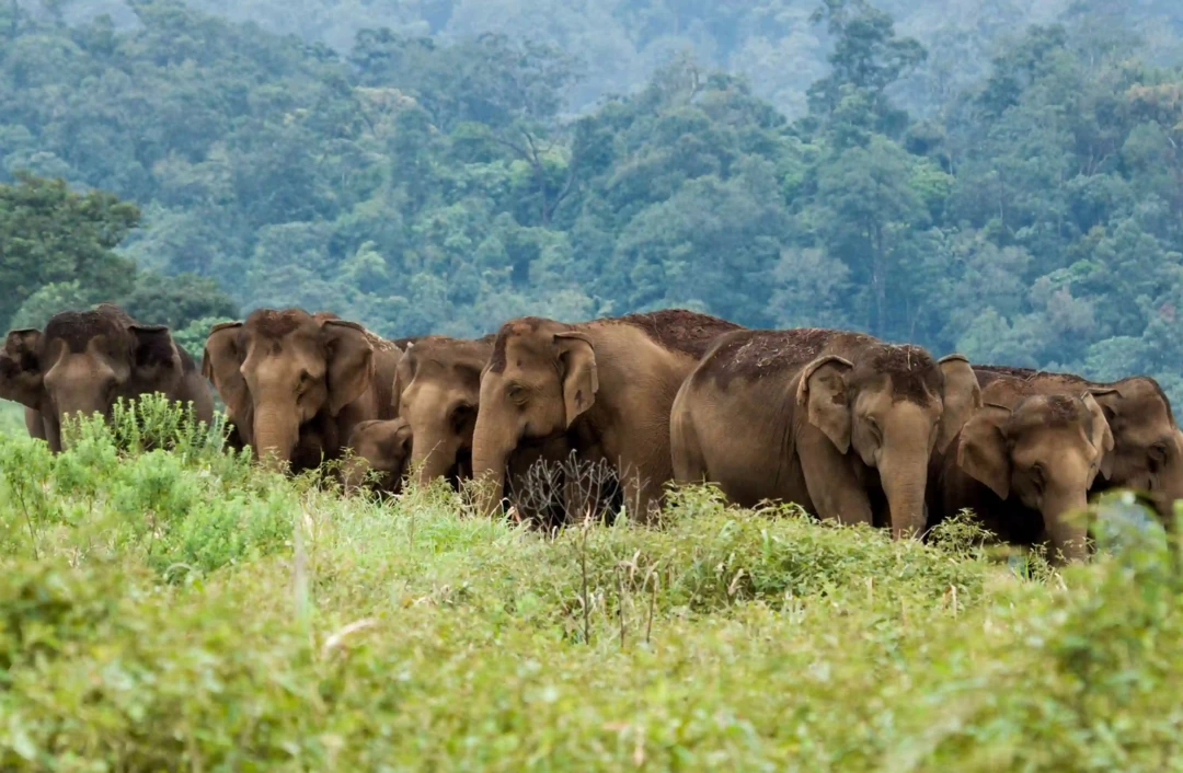 Photo of Monsoon And Nature L