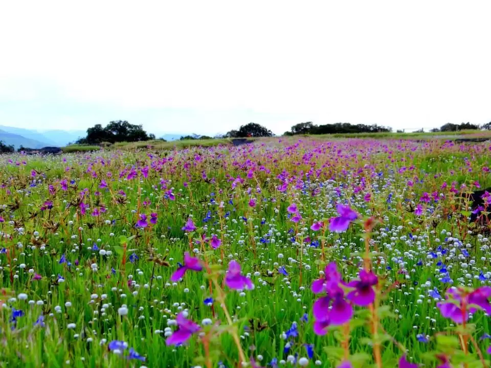 Photo of Bring out the Advent