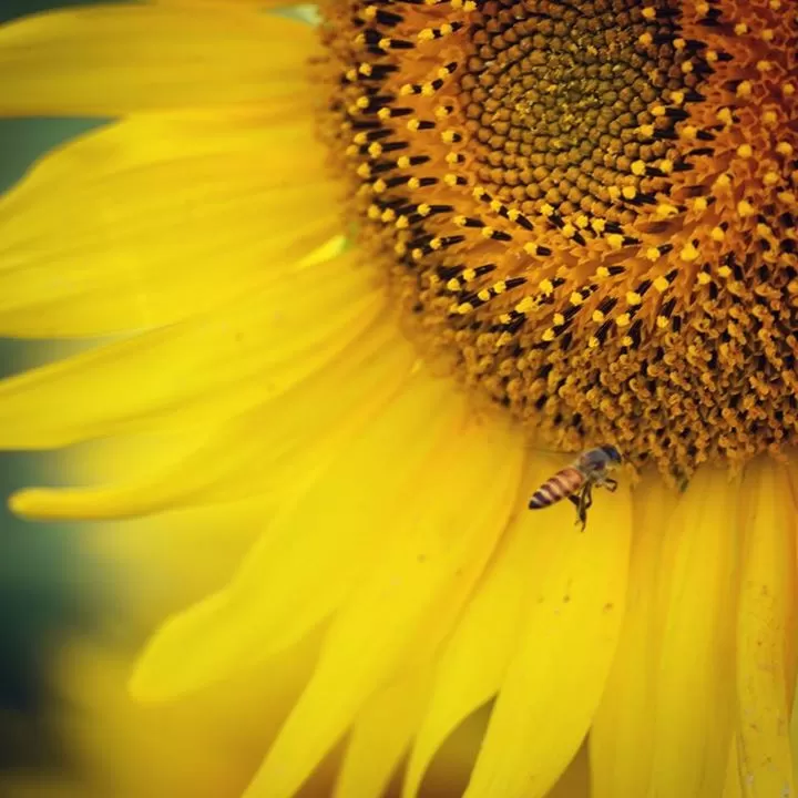 Photo of Long roads to Kodaik