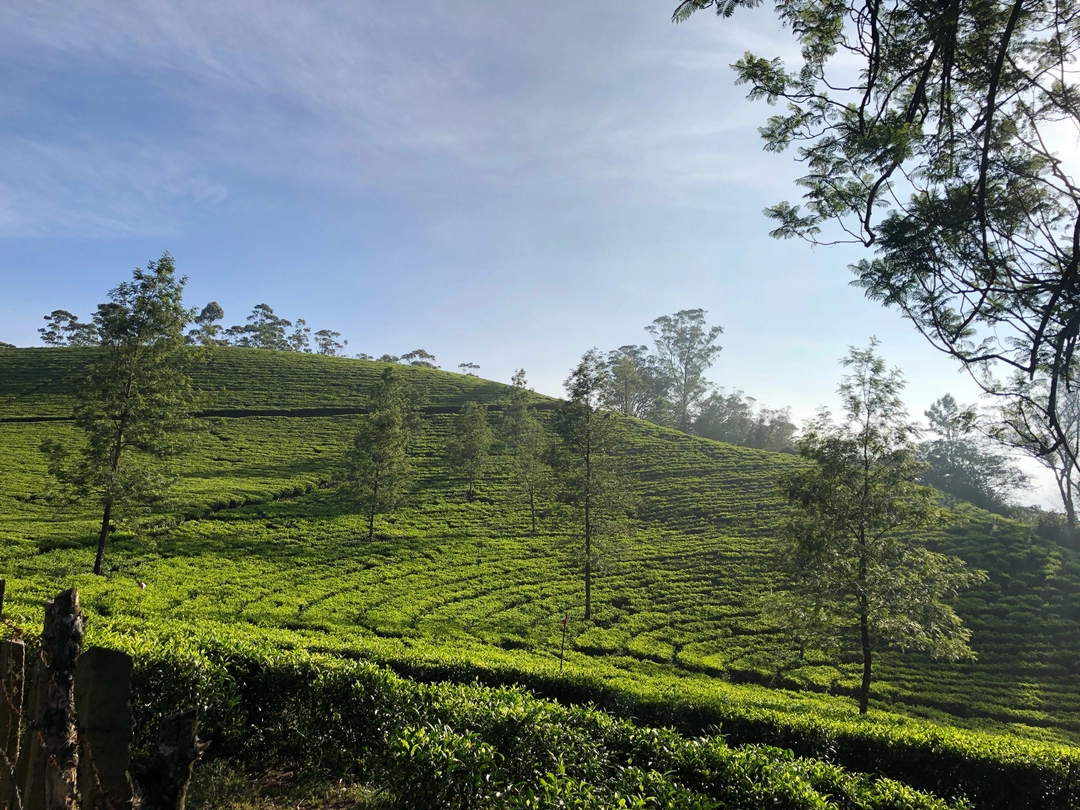 Photo of Trip To Munnar