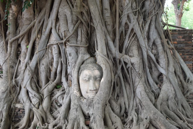 Photo of Temple Run at Ayutth