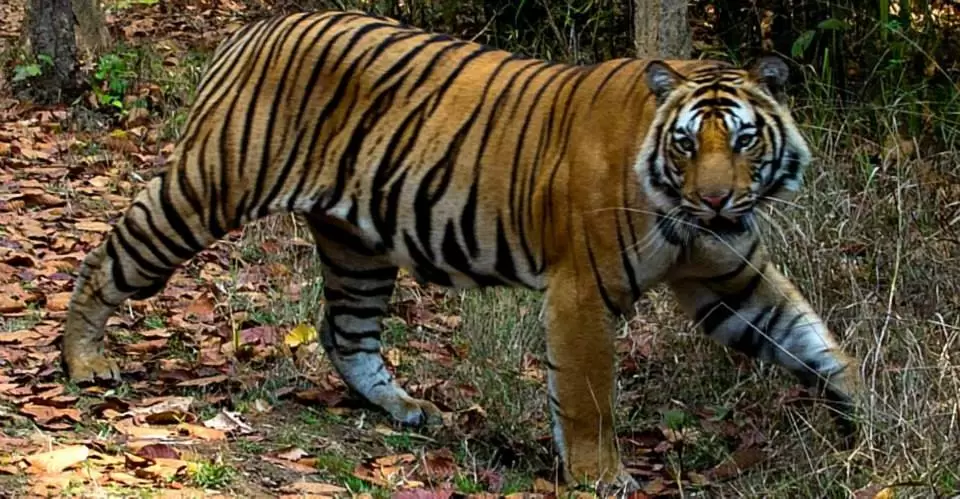 Photo of Big Cats of Bandhavg