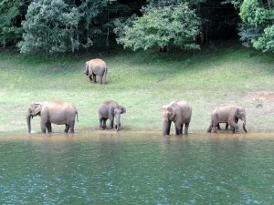 Photo of Thekkady: Jeep Safar