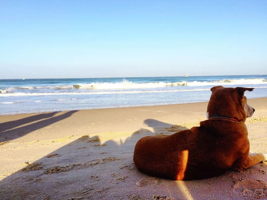 Photo of How Goa changed my v