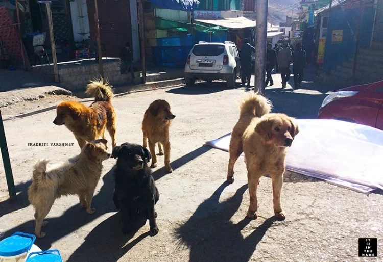 Photo of I reached Langza on 