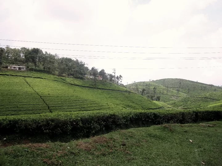 Photo of Enchanting Munnar